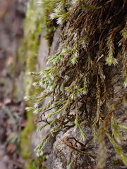 Hedwigia emodica