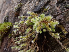 Hedwigia emodica
