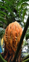 Cycadaceae