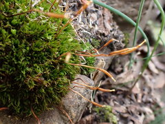 Tortula subulata