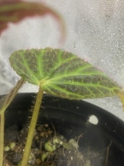 Begonia chloroneura