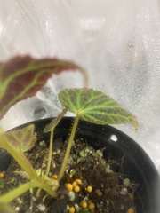 Begonia chloroneura