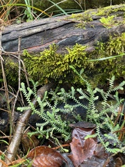 Selaginella ludoviciana