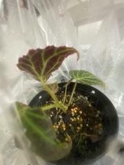 Begonia chloroneura