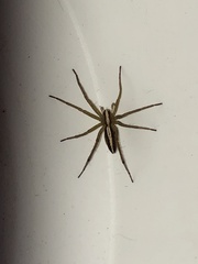 Neoctenus