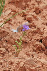 Phacelia corrugata