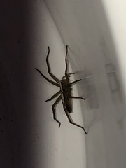 Neoctenus