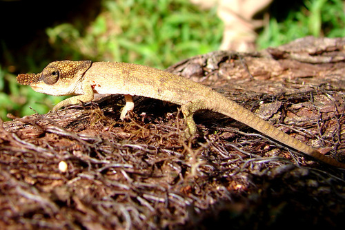 Calumma linotum