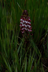Disa albomagentea