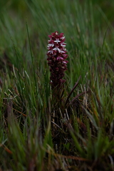 Disa albomagentea