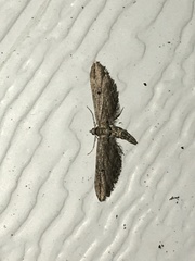Eupithecia acutipennis