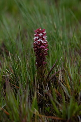 Disa albomagentea