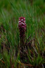 Disa albomagentea