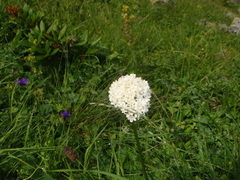 Valeriana alpestris