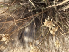 Pleurocoronis pluriseta