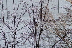 Turdus pilaris