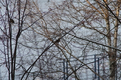 Turdus pilaris