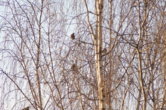 Turdus pilaris