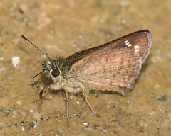Dalla plancus