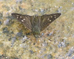Dalla plancus