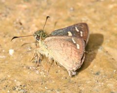 Dalla plancus