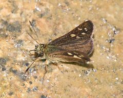 Dalla plancus