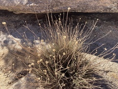 Pleurocoronis pluriseta