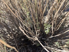 Pleurocoronis pluriseta