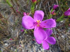 Microlicieae