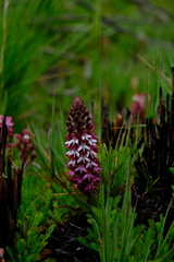 Disa albomagentea