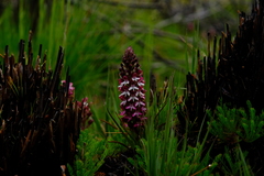 Disa albomagentea
