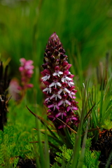 Disa albomagentea