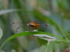 Erythrodiplax fervida