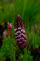 Disa albomagentea