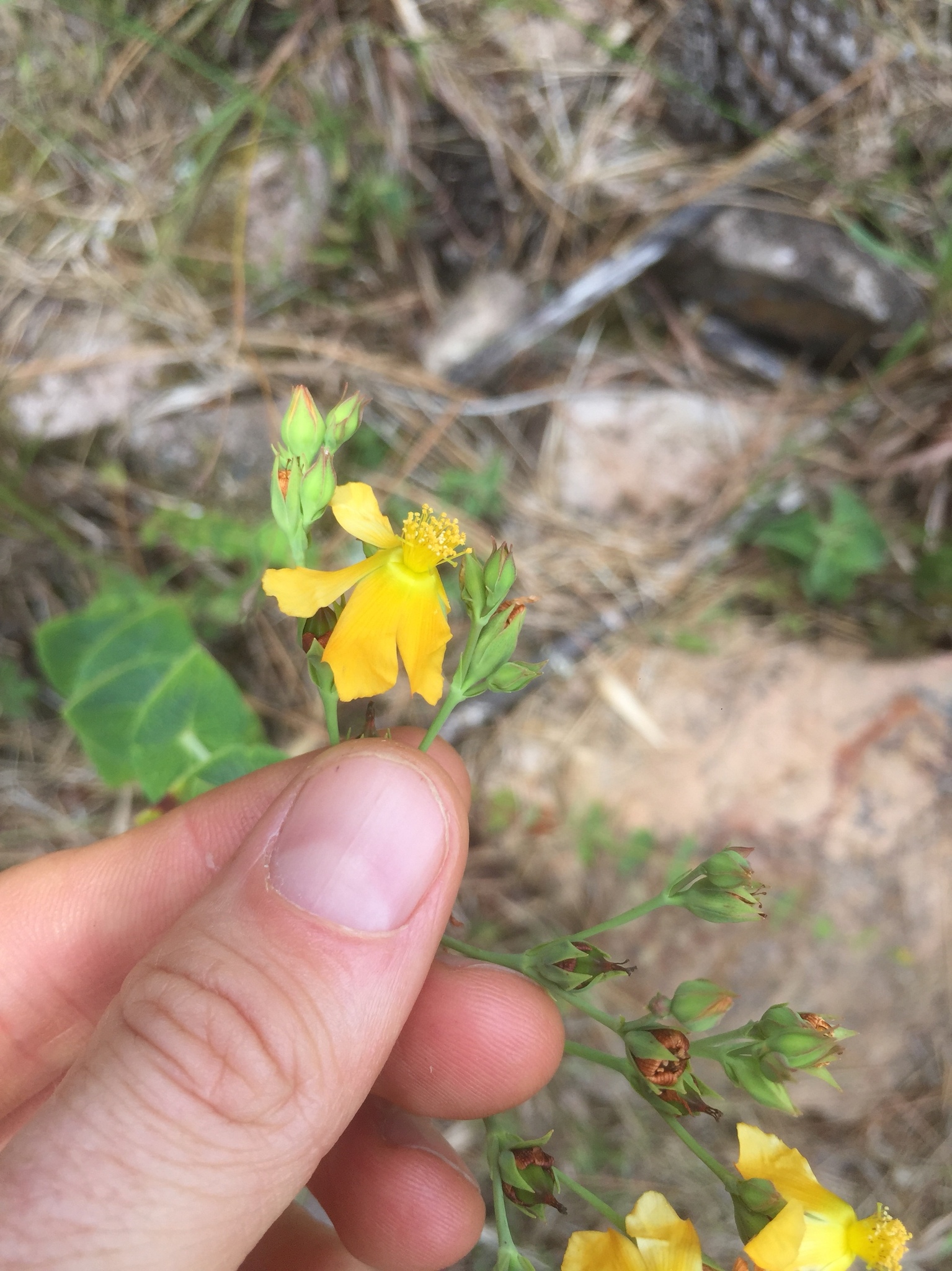 Hypericum connatum