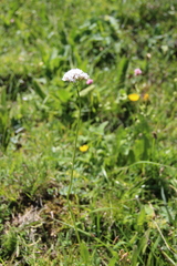 Valeriana alpestris