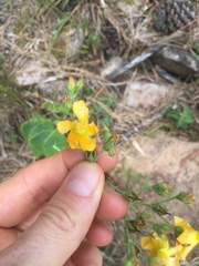 Hypericum connatum