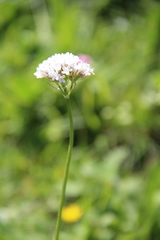 Valeriana alpestris