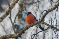Pyrrhula pyrrhula