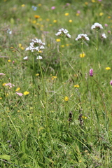 Valeriana alpestris