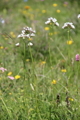 Valeriana alpestris
