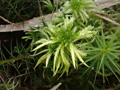 Sphagnum riparium