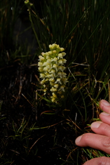 Disa albomagentea