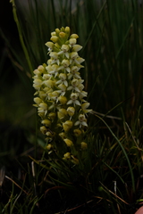 Disa albomagentea