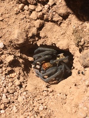 Palystella sexmaculata