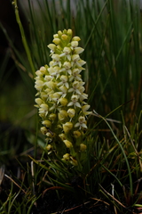 Disa albomagentea
