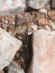 Palystella sexmaculata