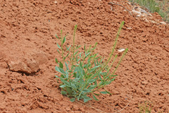 Stanleya pinnata integrifolia