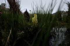 Disa albomagentea