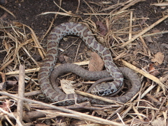 Coluber constrictor foxii